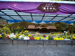 弥彦神社 菊まつり_1