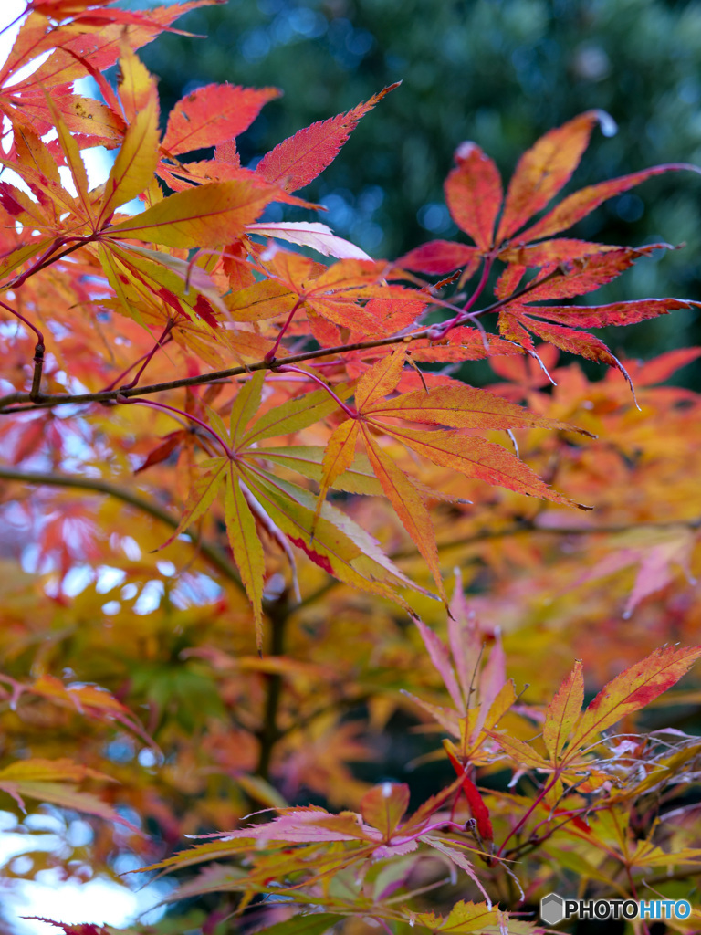 弥彦神社菊まつり_8