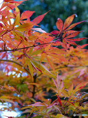 弥彦神社菊まつり_8