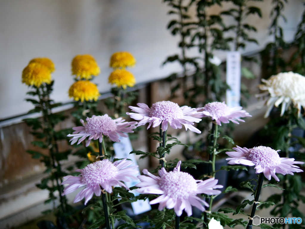 弥彦神社菊まつり_4