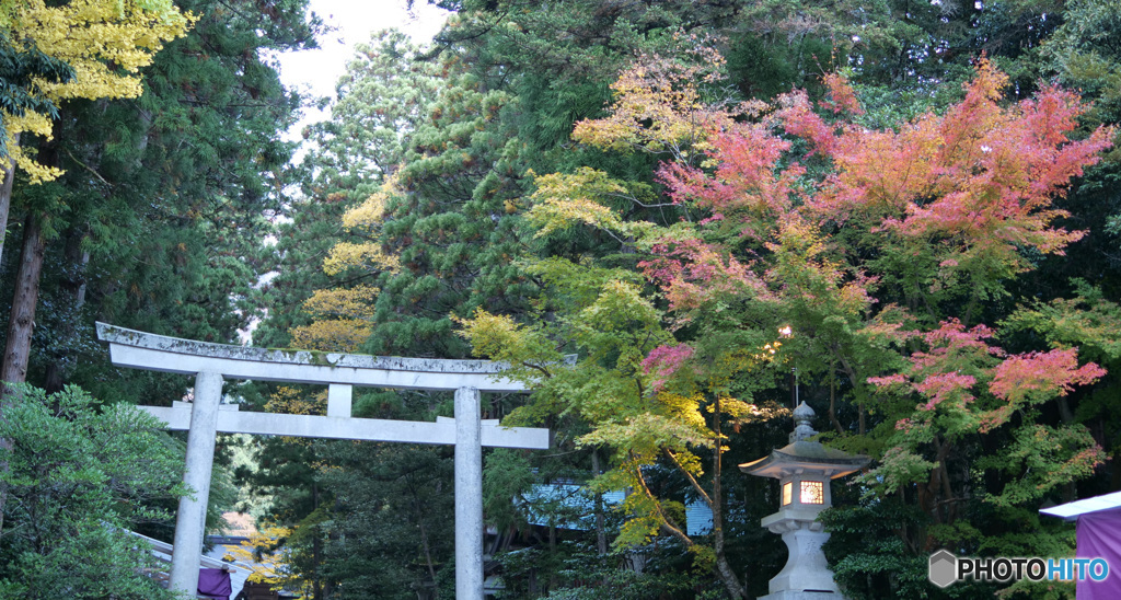 弥彦神社菊まつり_5
