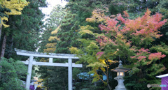 弥彦神社菊まつり_5