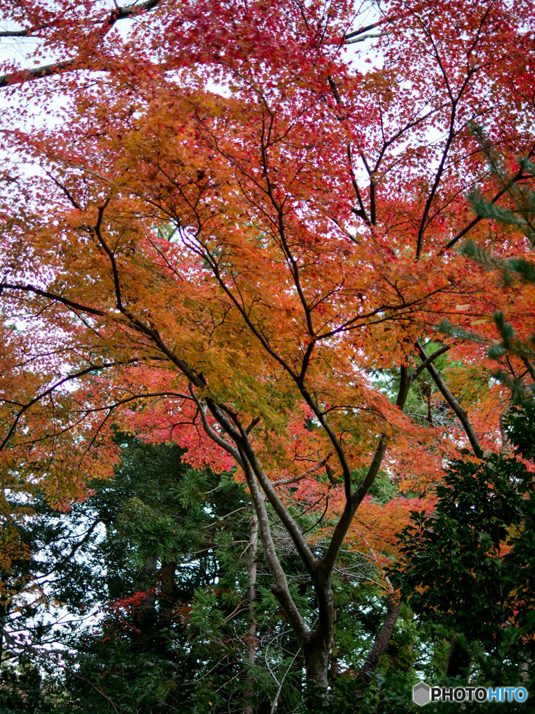 弥彦神社菊まつり_10