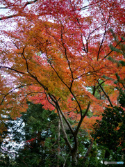 弥彦神社菊まつり_10