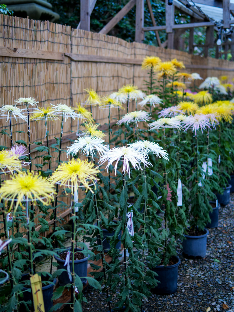 弥彦神社 菊まつり_2