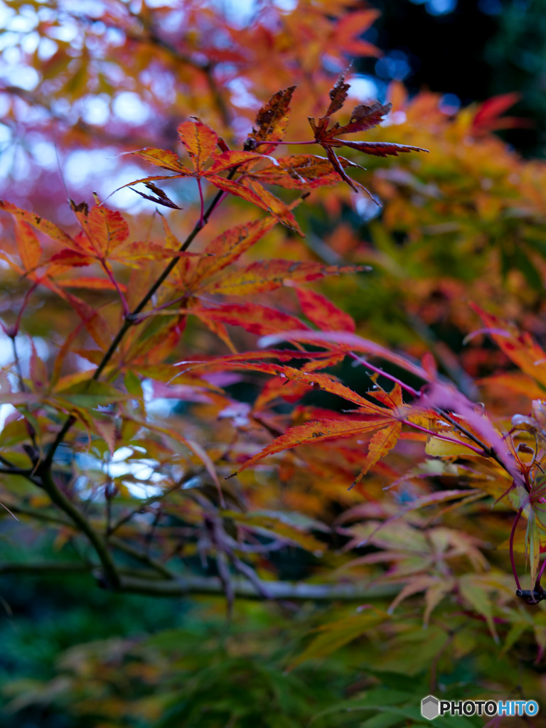 弥彦神社菊まつり_9