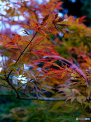 弥彦神社菊まつり_9