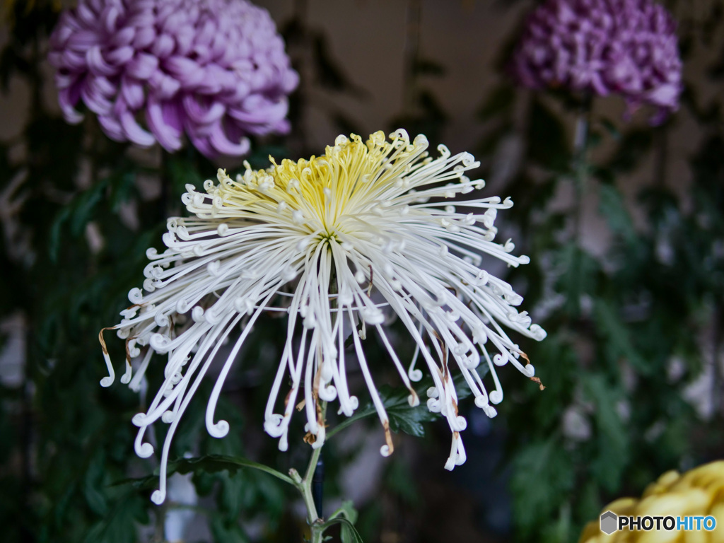 弥彦神社菊まつり_3