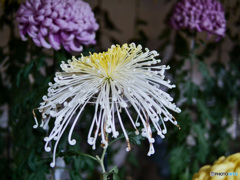 弥彦神社菊まつり_3