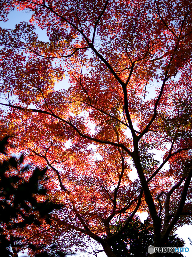 弥彦神社菊まつり_7