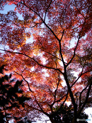 弥彦神社菊まつり_7