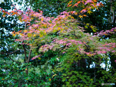 弥彦神社菊まつり_11