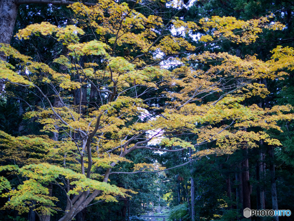 弥彦神社菊まつり_6