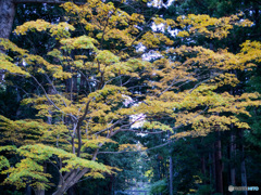 弥彦神社菊まつり_6
