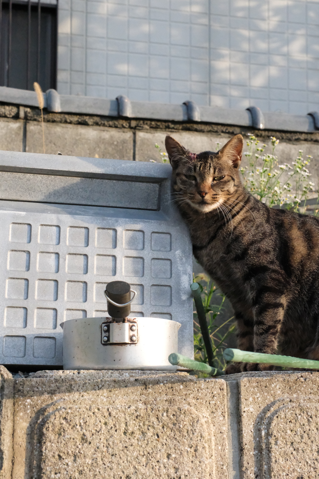 野良猫