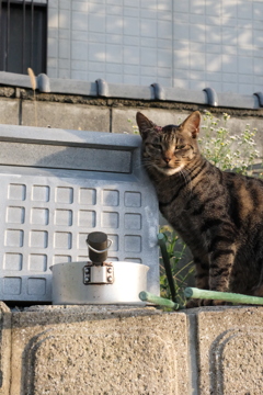 野良猫