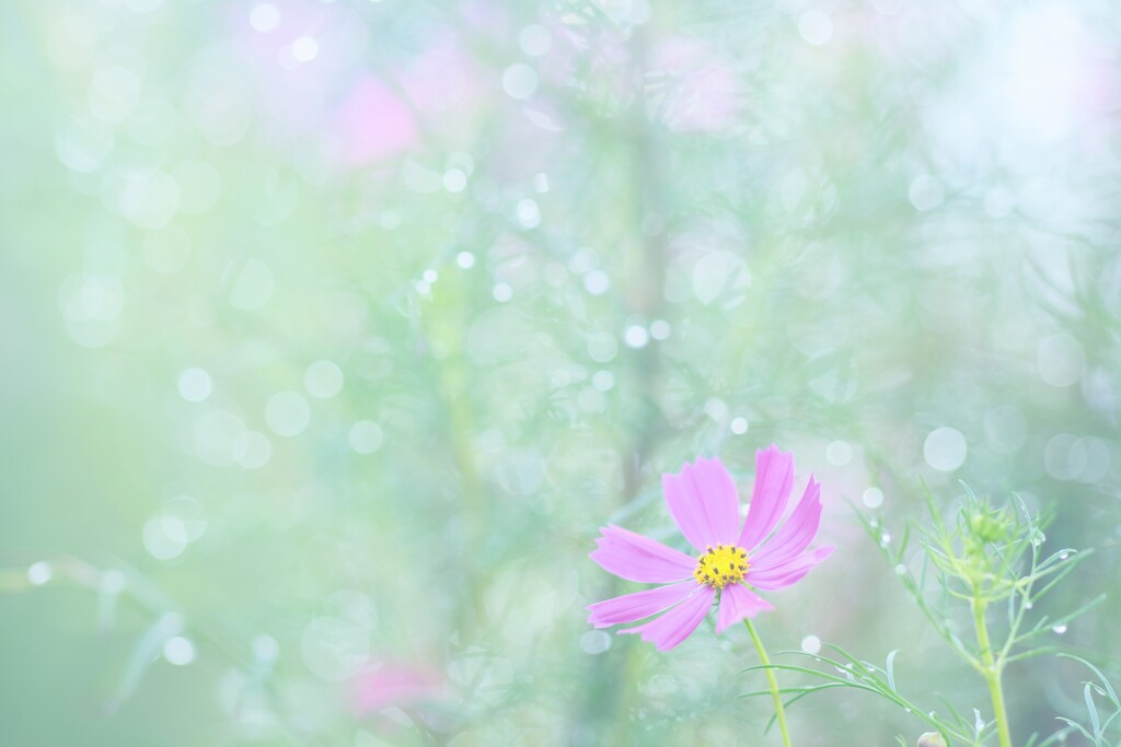 秋桜