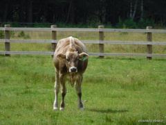 光徳牧場の番人