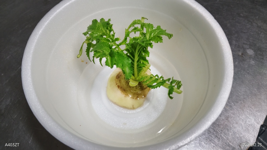 スーパーの大根