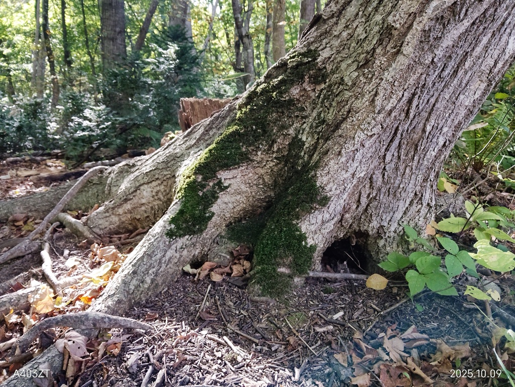 栄養を与える