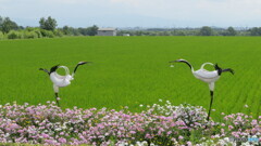 丹頂鶴・・・
