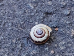 カタツムリ