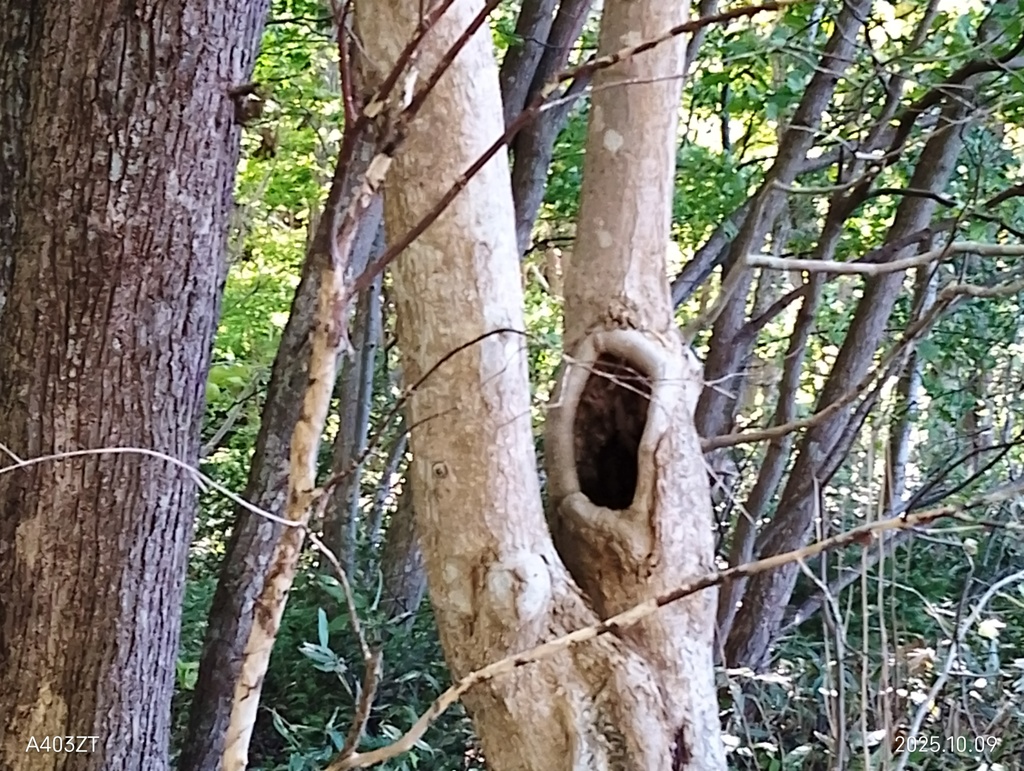 エゾモモンガの家