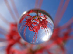 彼岸花