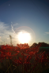 彼岸花