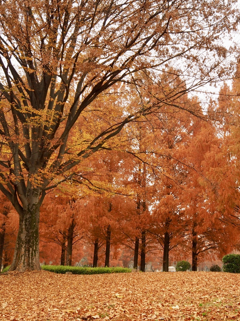 川越水上公園①