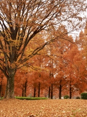 川越水上公園①