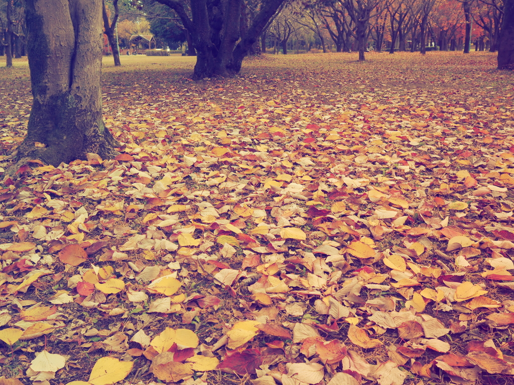 彩の森入間公園③