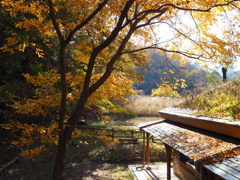 さいたま緑の森博物館①