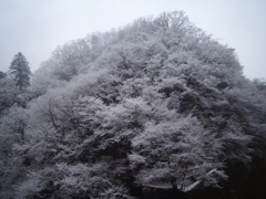 奥多摩湖 降雪 ②