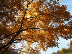 さいたま緑の森博物館②