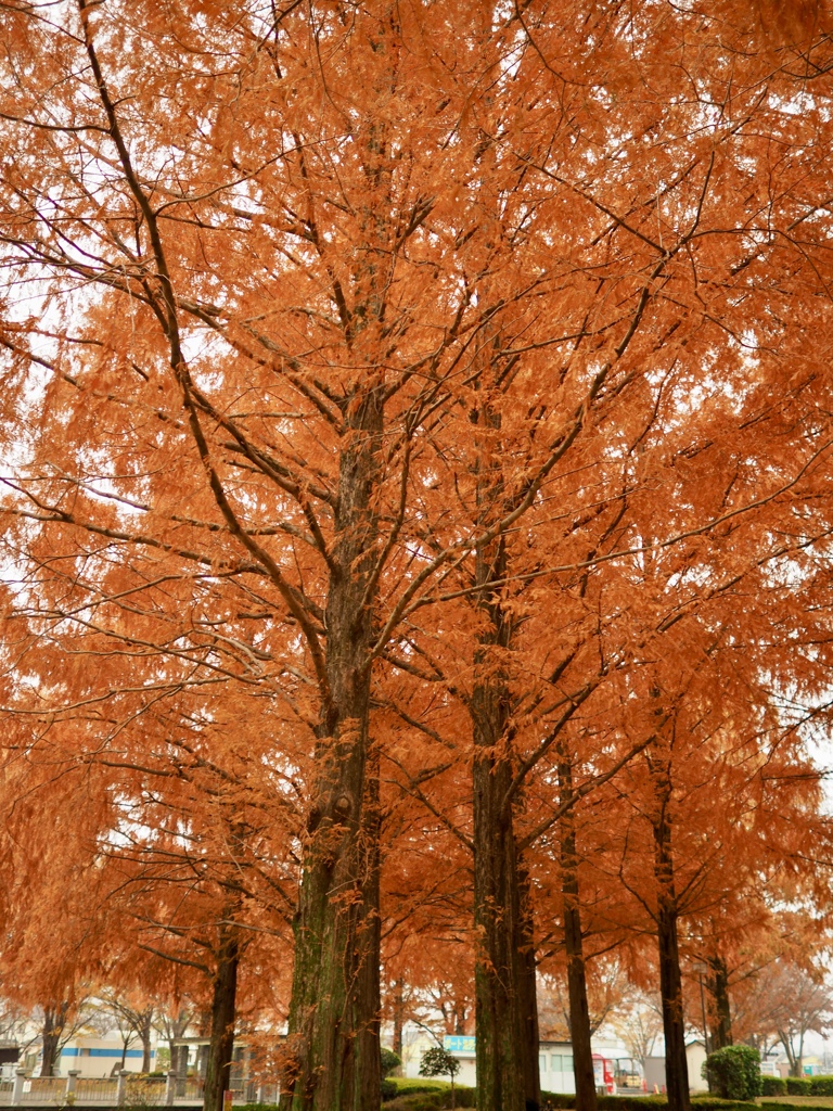 川越水上公園②