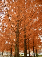 川越水上公園②