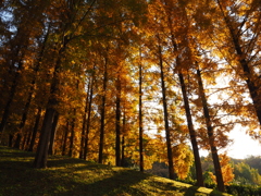 トーベ・ヤンソンあけぼの子どもの森公園⑤