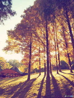 トーベ・ヤンソンあけぼの子どもの森公園③