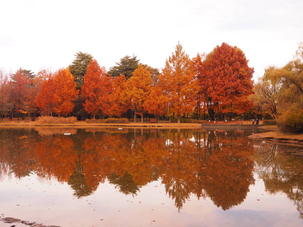 彩の森入間公園②