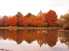 彩の森入間公園②