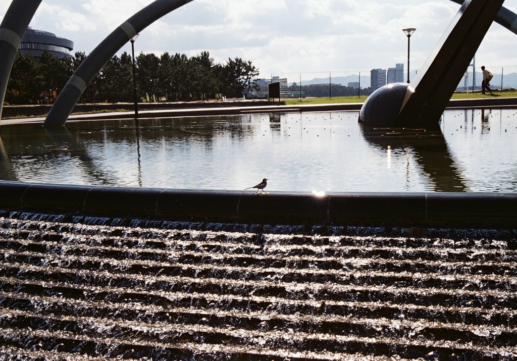 光、水、小鳥、人