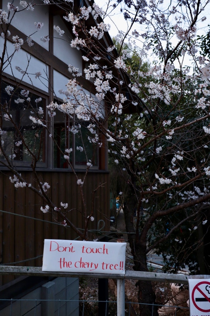 さわるでない桜の木に！！