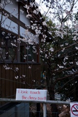 さわるでない桜の木に！！