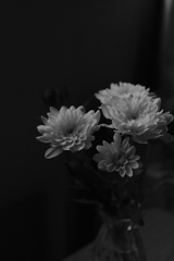 白菊