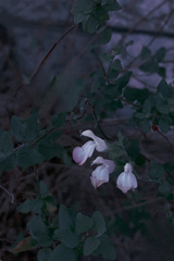 チェリーセージ