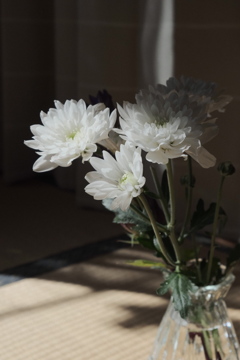 光と白菊