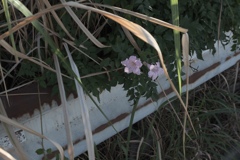 路傍の花