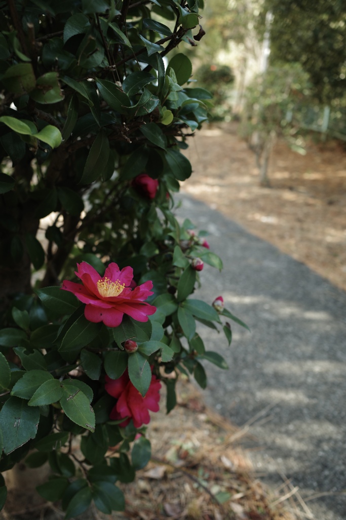 サザンカ  サザンカ 咲いた道〜♪