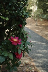 サザンカ  サザンカ 咲いた道〜♪